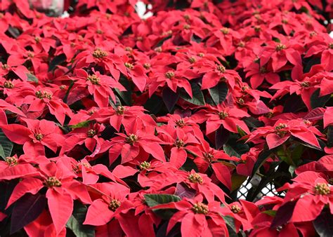 Abundant Poinsettia Colors Bring Beauty To Holidays Mississippi State