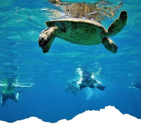 Oahu Snorkeling Tours | Discover the Top Snorkeling Tours on Oahu!