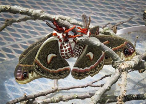 Cecropia Moth Caterpilars To Share Again Betty Hall Photography