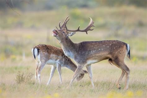 Red deer and fallow deer mating season - Photo Hides - Wild Watching Spain