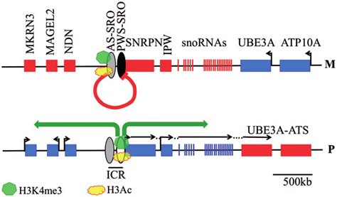 Imprinted Control Regions And Antisense Transcripts Regulate The Snrpn