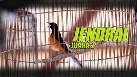 Aksi Murai Batu Jendral Juara Di Latber Majalah Bird Pemangkat Youtube