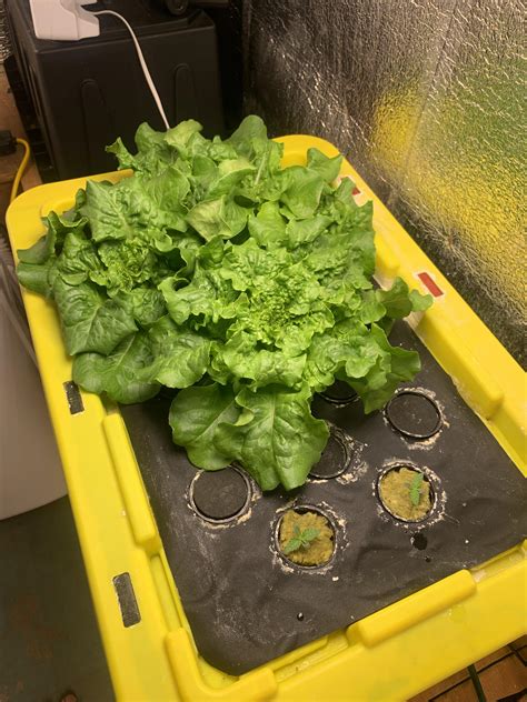 More butter lettuce and some baby electric lettuce! : r/Hydroponics