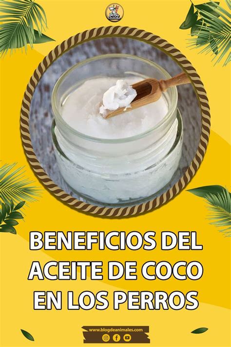 Beneficios Del Aceite De Coco En Los Perros Riesgos Y Beneficios Para