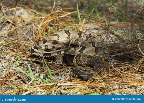 A Timber Rattlesnake Posed To Strike Royalty Free Stock Photography