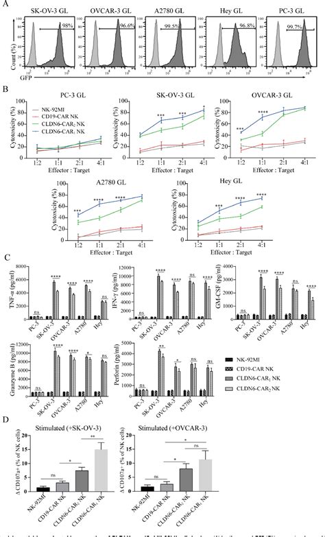 Pdf Nk 92mi Cells Engineered With Anti Claudin 6 Chimeric Antigen