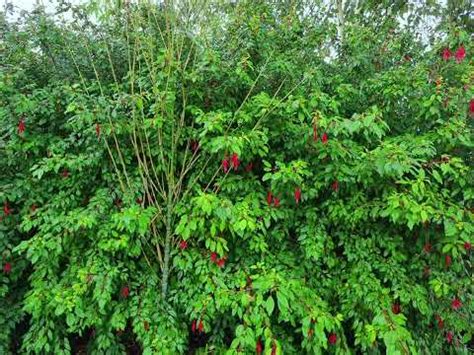 ЛЕСТВИЦА или скрижали духовные. Слово 29 пп. 1-9. Преподобный Иоанн ...