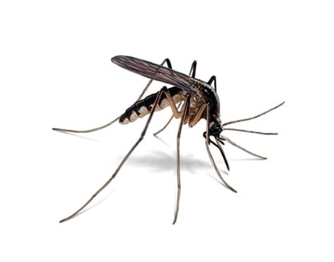 Mosquito Control Services In Clover Mosquito Treatment And Prevention