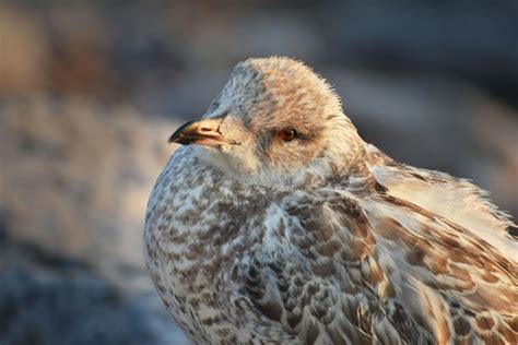 White Seagull · Free Stock Photo