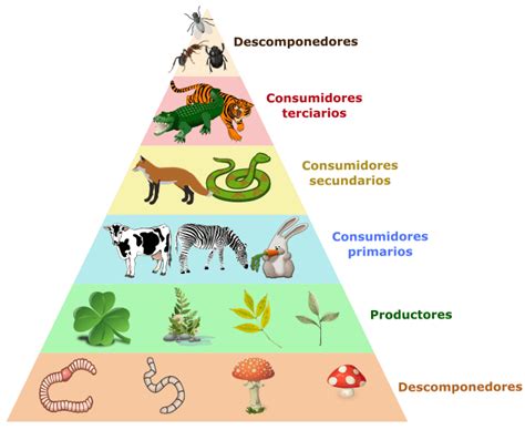 Conoce Los Eslabones De La Cadena Alimenticia Y Su Importancia