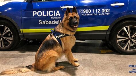 Danko un gos policia de Sabadell facilita la detenció d un jove