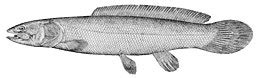 fish wikipedia