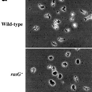 Growth Of Wild Type And Rasg Cells A Growth On Surfaces Wild Type