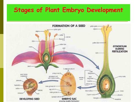 Angiosperm (seed formation and development)