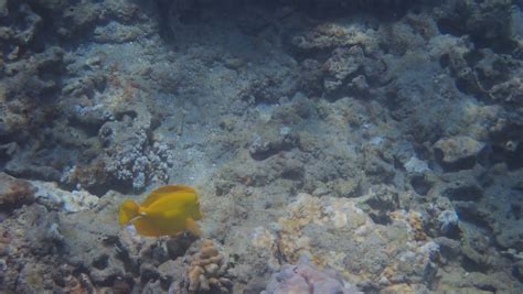 Pics from Molokini snorkeling trip | Reef2Reef