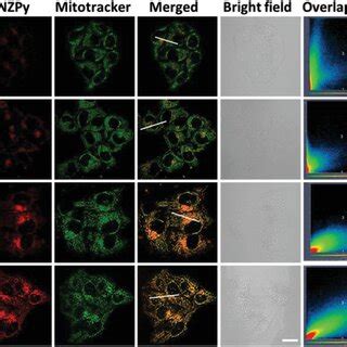 Clsm Images Of Hela Cells Incubated With Tnzpy For A B C