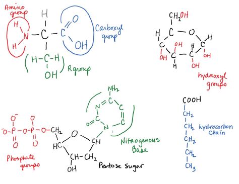 The Four Major Classes Of Biomolecules Science Matters