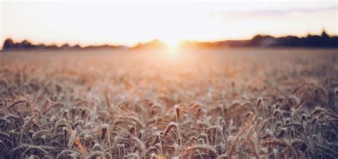 Cu L Es El Plan De Am Rica Latina Para Reducir El Impacto De La Agricultura Ante El Cambio