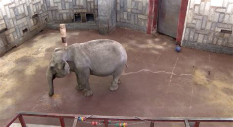 Сегодня отмечается Всемирный день защиты слонов - Вести Урал