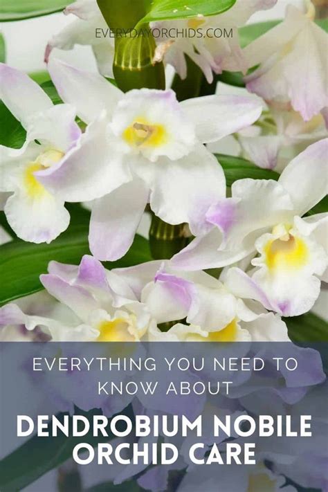 Dendrobium Nobile Orchid Care Guide Everything You Need To Know