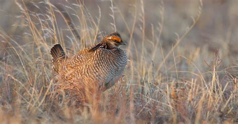 Environmentalists, industry squawk over prairie birds