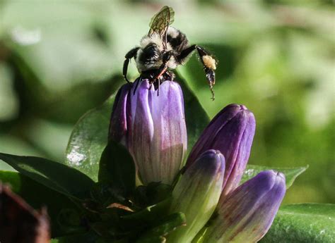 Bees Foragers In Woody Habitat