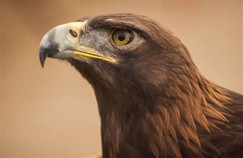 Golden Eagle Profile Photograph By Steven Reid