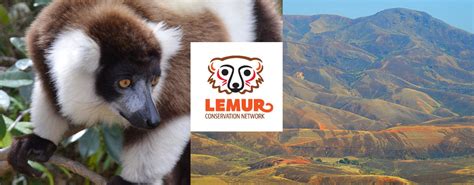 Home - Lemur Conservation Network