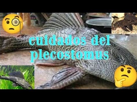 Cuidados Del Plecostomus O Limpia Peceras Peces Youtube