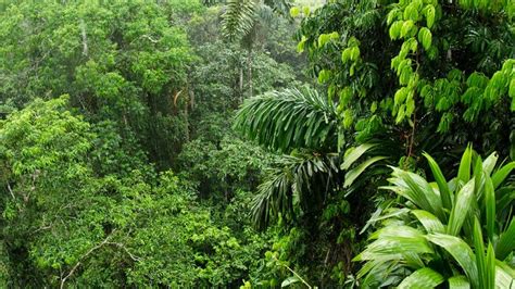 Amazon Forest And Bangladesh Forests Meeting The Same Fate