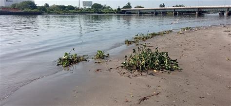 Se va a secar bocana de río Jamapa se llena de tierra y basura La