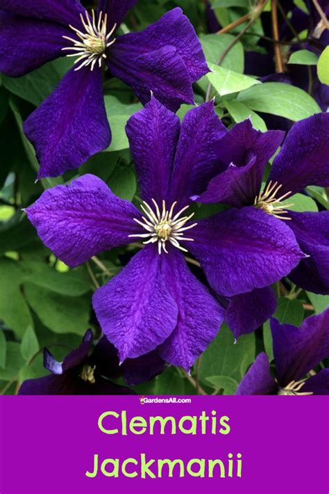 Most Popular Purple Clematis Varieties in North America - GardensAll