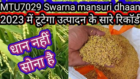 dhan ki kheti kaise karen swarna mansuri dhan MTU 7029 सवरण