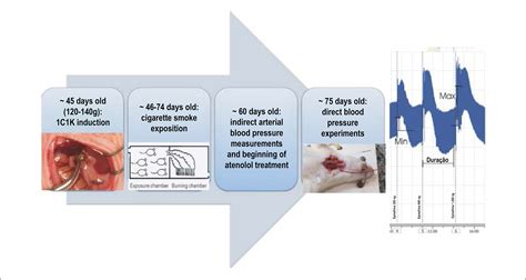 Scielo Brasil Passive Cigarette Smoking Impact On Blood Pressure