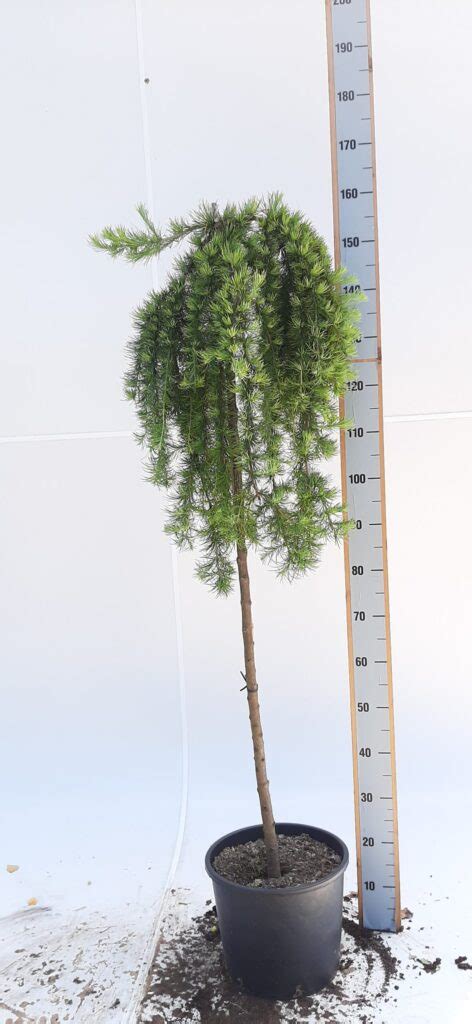 Larix Kaempferi Stiff Weeper Kopen Tuinplantenonline Nl