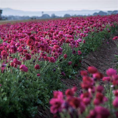 Ranunculus Purple Bulbs For Sale Purple Ranunculus Easy To Grow Bulbs