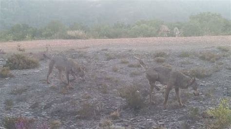 Un Nuevo Censo Del Lobo En El Norte De Galicia Asegura Que Hay 23