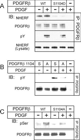 Pdgfr Ser Affects Pdgfr Nherf Association Pdgfr Activation And