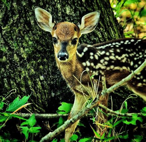 Fawn Congaree Creek Heritage Preserve Cayce Sc Flickr