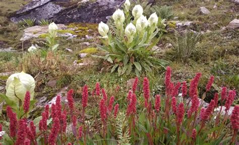 valley  flowers trek  vof  garhwal himalayas