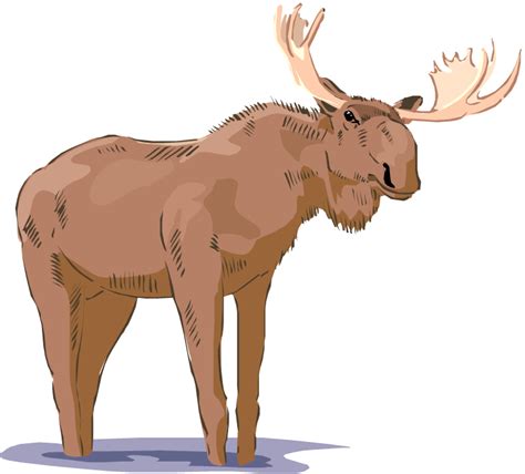 Realistic Moose Clipart Clip Art Library