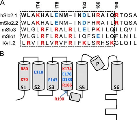 Location Of Charged Residues In The S S Segments Of Slo Channel