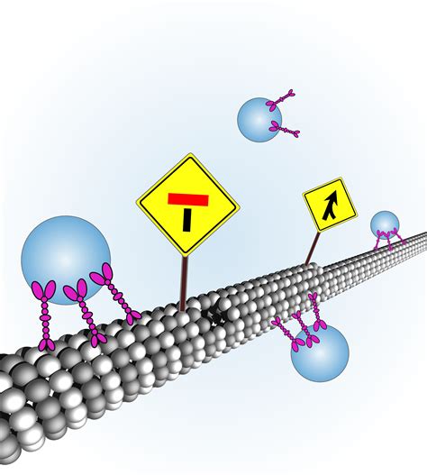 Biological Soft Matter Nonlinear And Statistical Physics