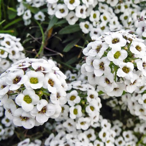 Купить семена Алиссум Белое море (ЦВ) (Ароматный сад 1) 0,3гр в ...