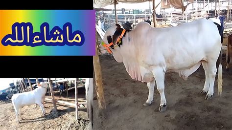 Sahiwal Cow Cholistani Desi Bachra Nuckre Bachre بچھڑی Qurbani 2024