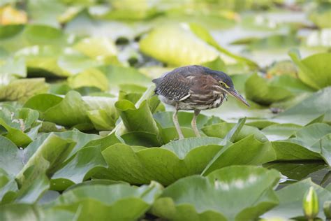 Ilmaisia Kuvia Puu Luonto Haara Puun Lehti Kukka Lampi