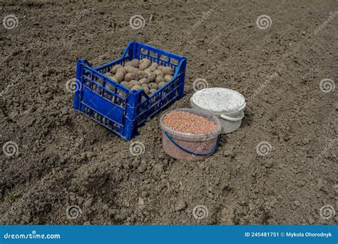 Closeupbox Van Gekiemde Aardappelen In Een Tuin Voor Opplant Op Een