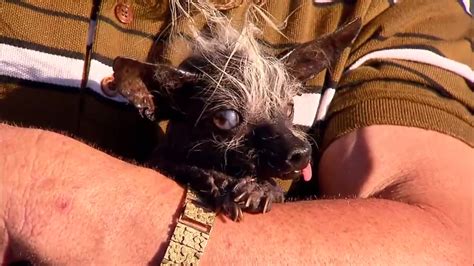 'Sweepee RamboRambo' crowned this year's Ugliest Dog - ABC11 Raleigh-Durham