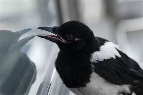 Free fotobanka křídlo zvíře zobák Černá černobílý Pírko fauna