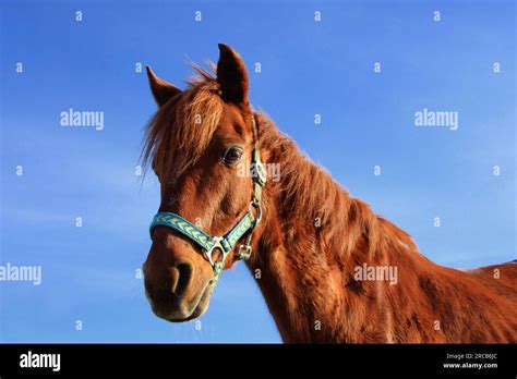 Domestic Horse Equus Ferus Caballus Riding Horse Stock Photo Alamy